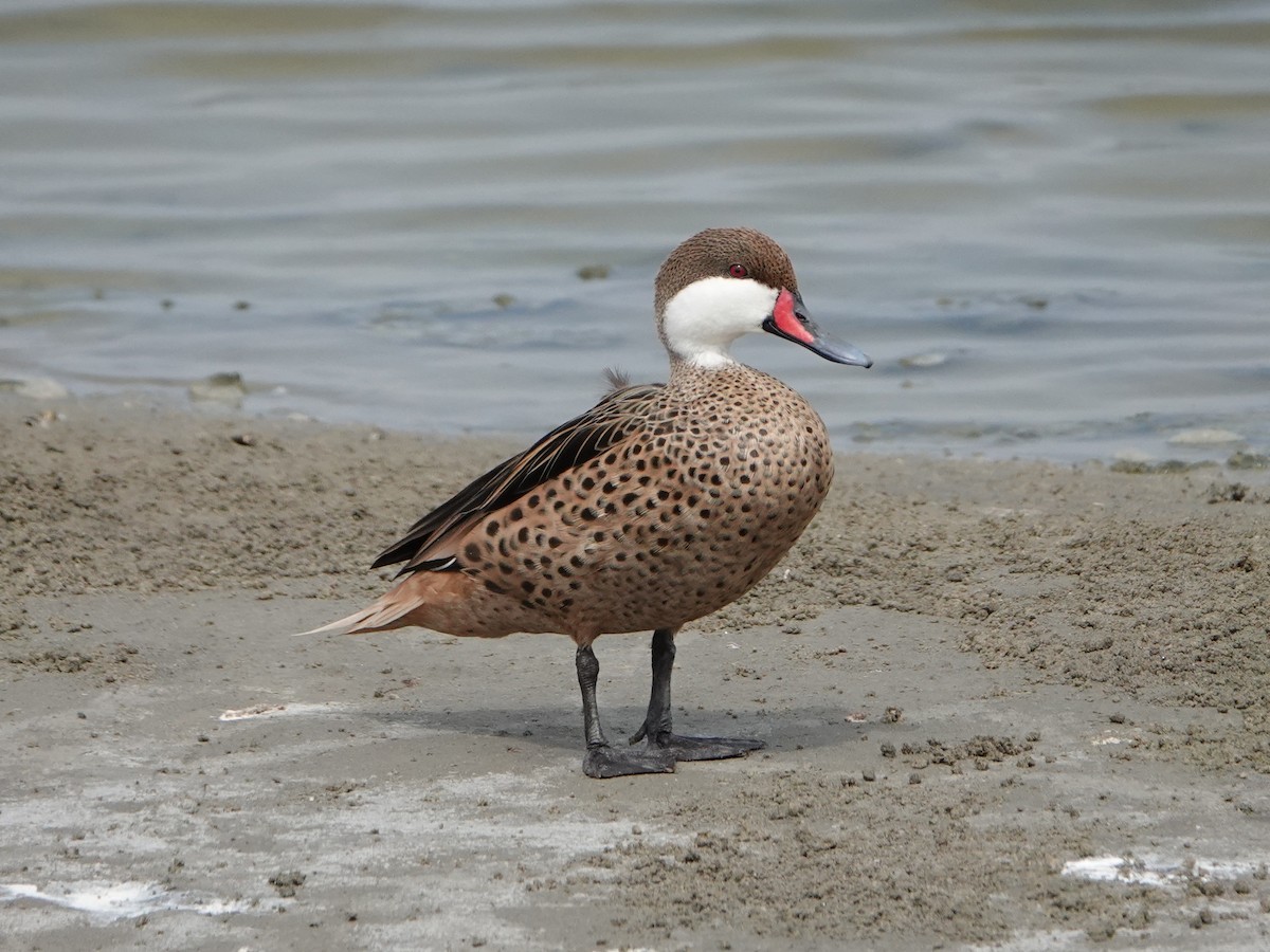 White-cheeked Pintail (White-cheeked) - Barry Reed