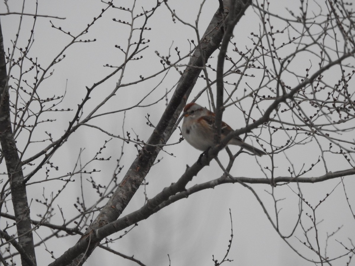 American Tree Sparrow - ML519102541