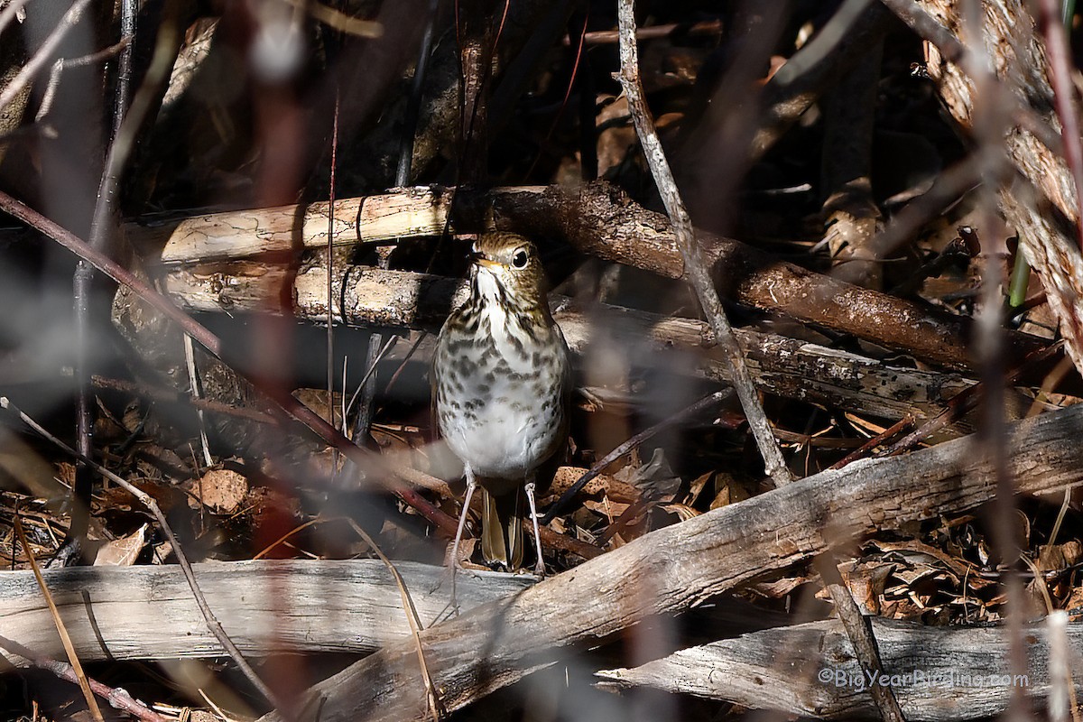 Hermit Thrush - ML519102801