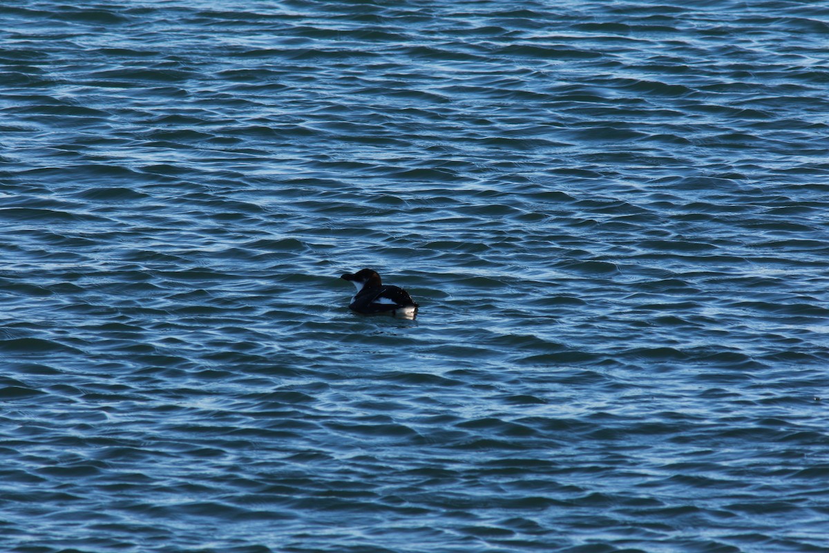 Razorbill - ML519102981