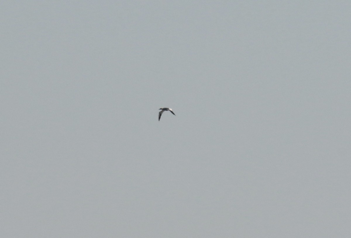 Northern Gannet - ML519103281