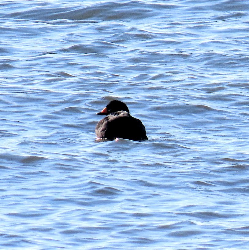 Black Scoter - ML519104211