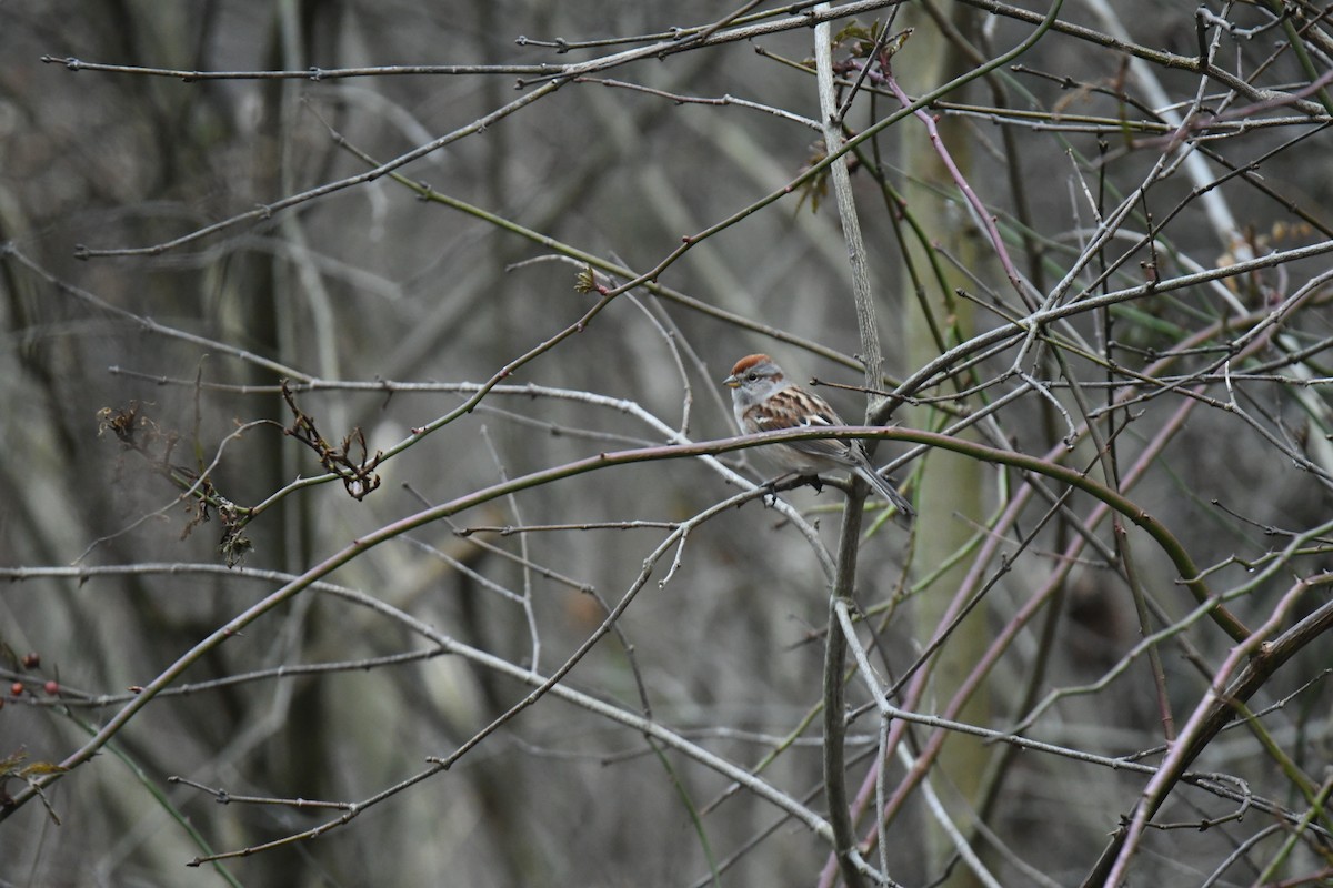 American Tree Sparrow - ML519105201