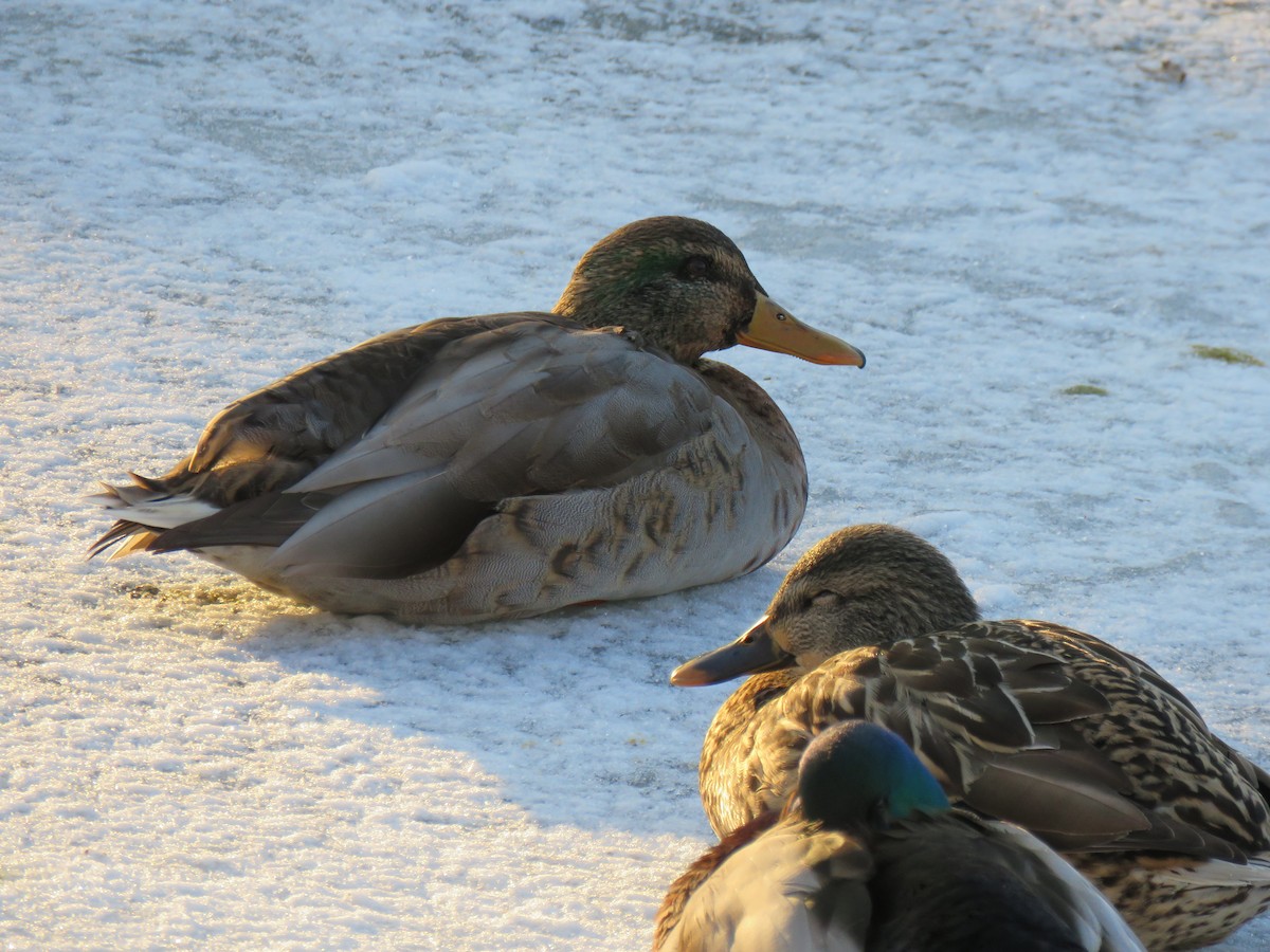 Mallard - ML519105521