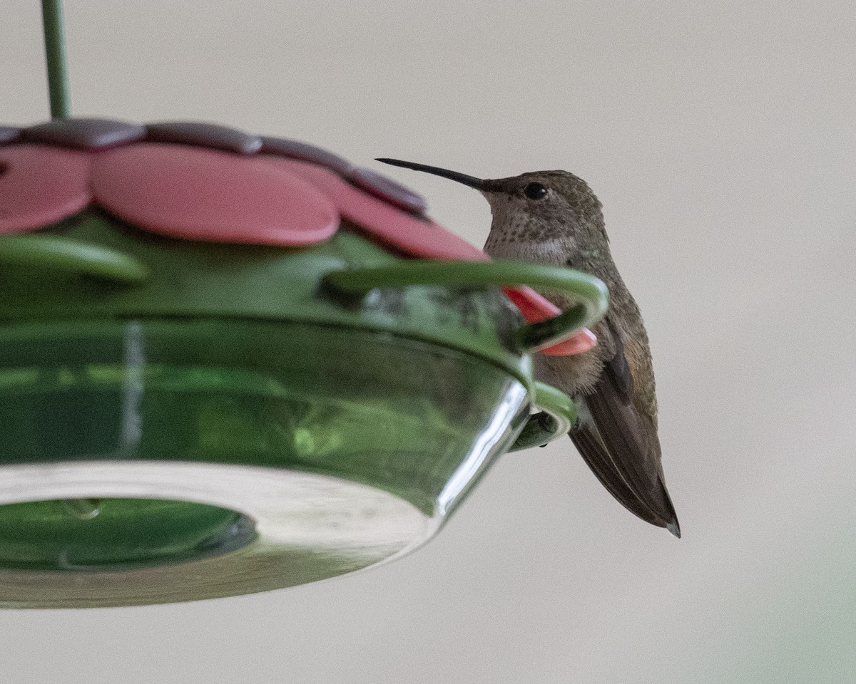 Colibrí Rufo/de Allen - ML519106711