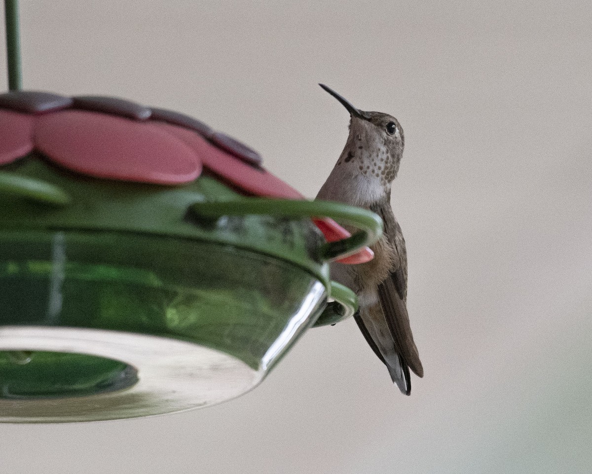 Colibrí Rufo/de Allen - ML519106721