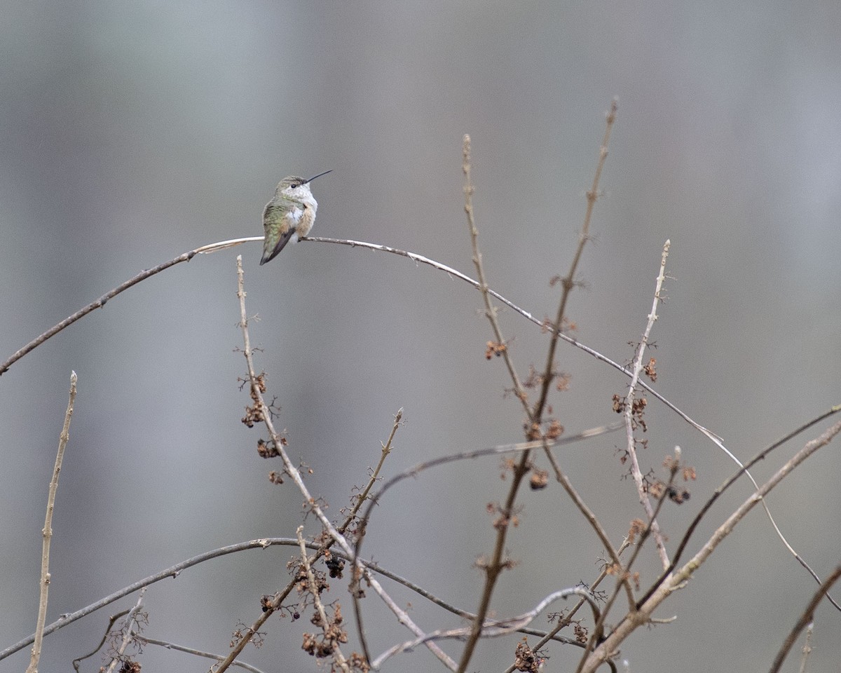 Rufous/Allen's Hummingbird - ML519106891