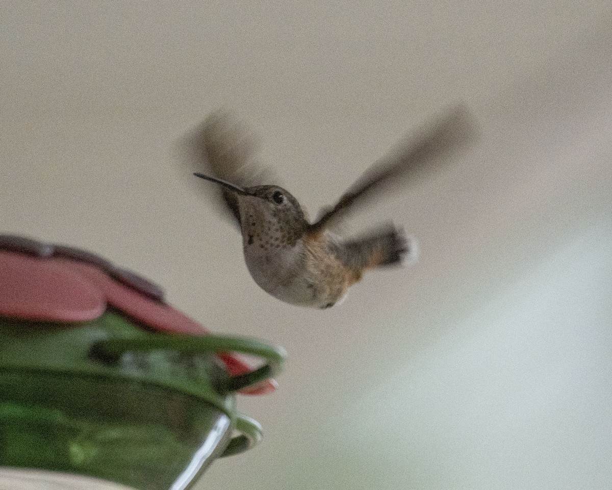 Rufous/Allen's Hummingbird - ML519107131