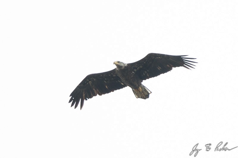 Bald Eagle - ML51910751