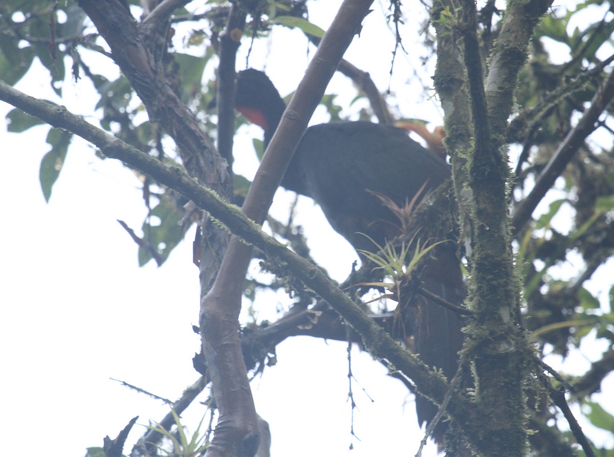 Crested Guan - ML519109271
