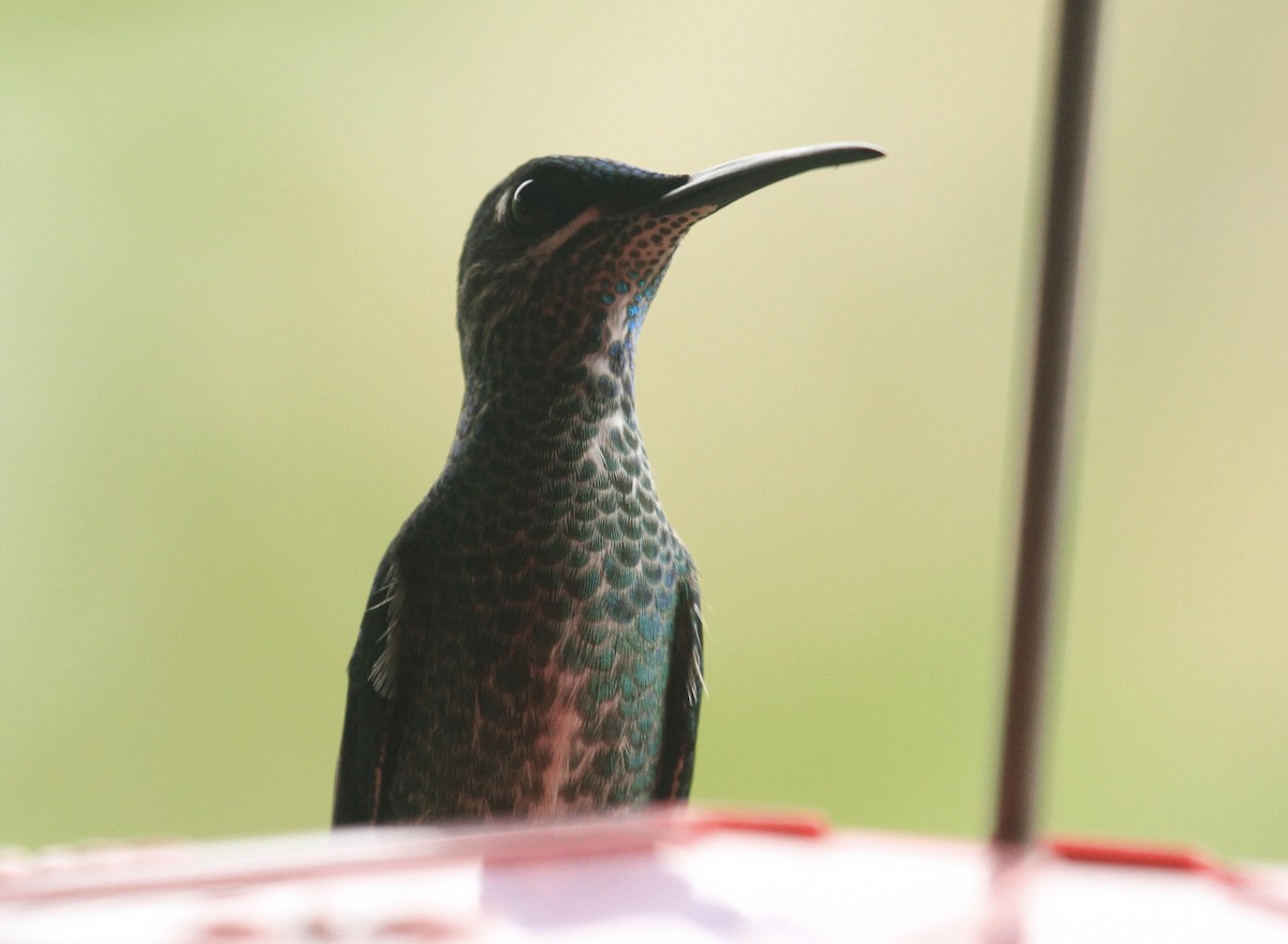 White-necked Jacobin - ML519109561