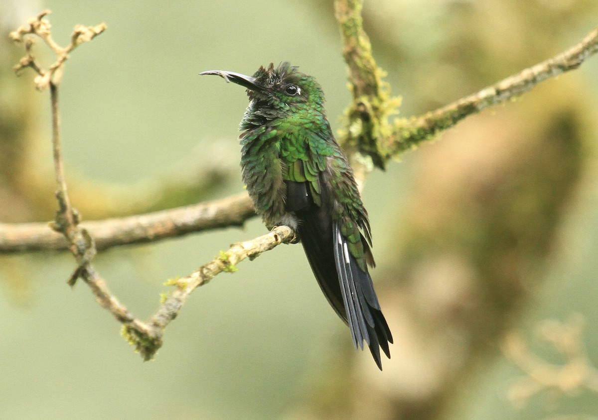 Green-crowned Brilliant - ML519110141