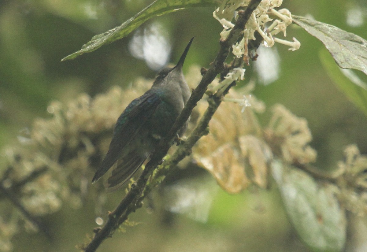 Crowned Woodnymph - ML519110371