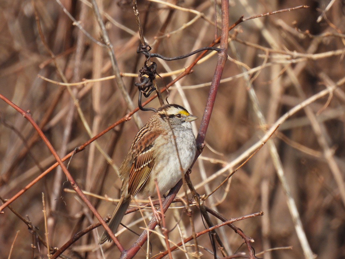 White-throated Sparrow - ML519110411