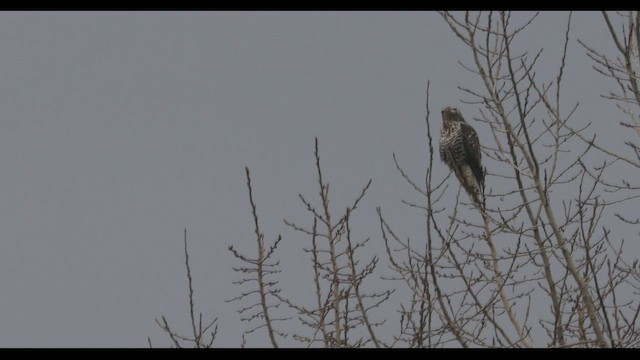 Rough-legged Hawk - ML519110461