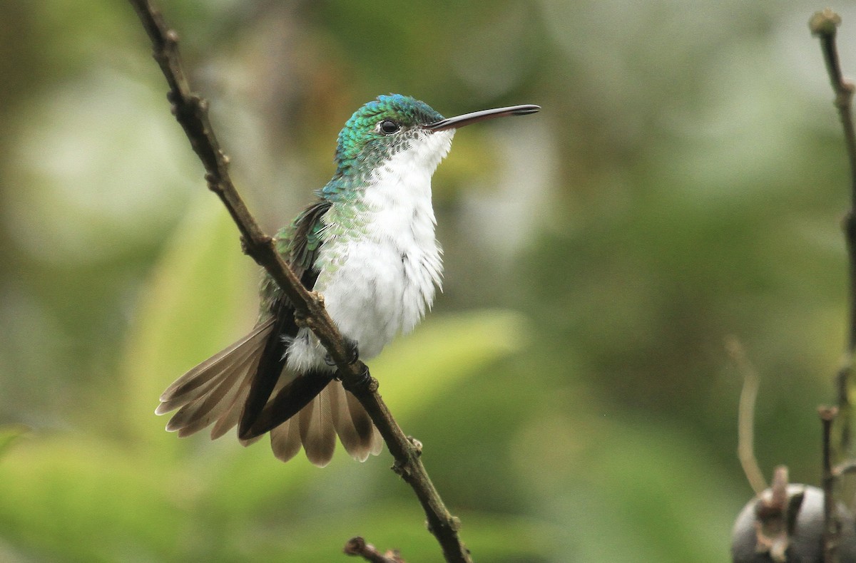 kolibřík andský - ML519110481