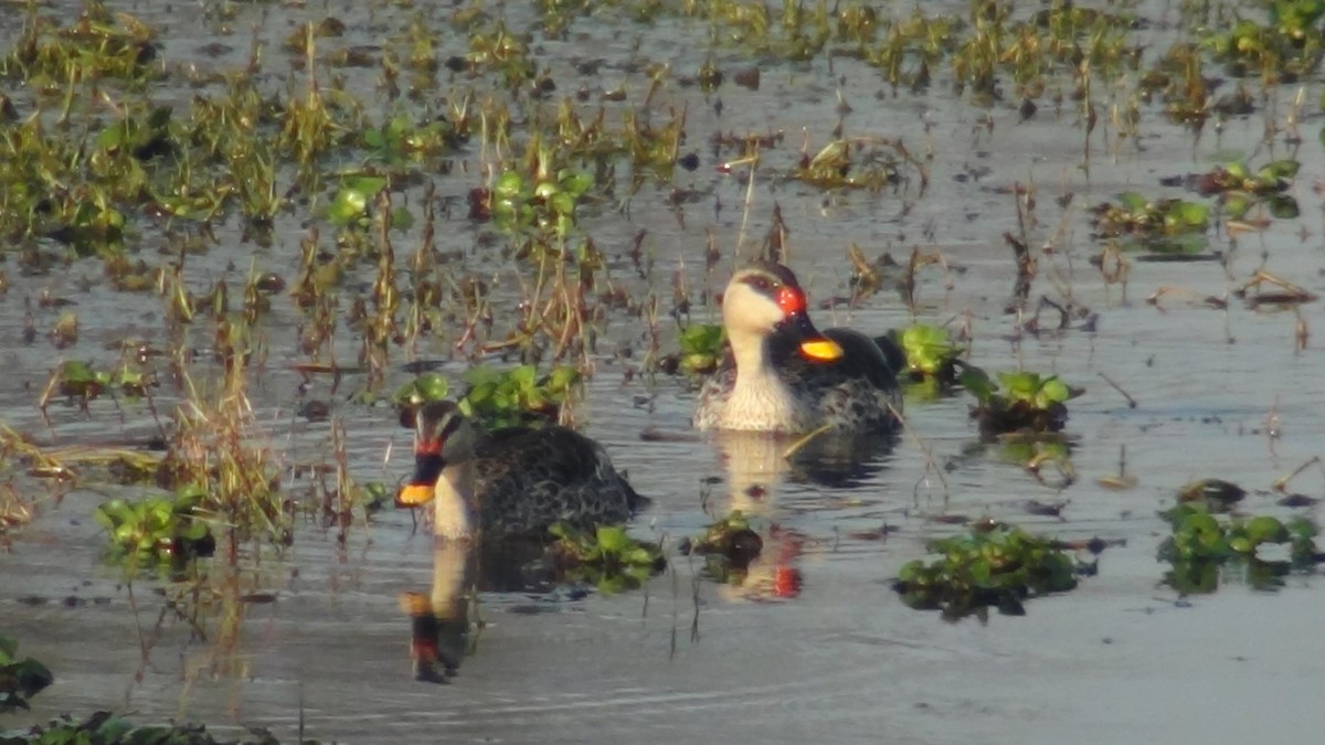 Indian Spot-billed Duck - ML51911061