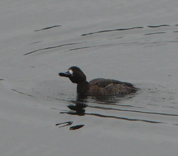 Greater Scaup - ML519110641