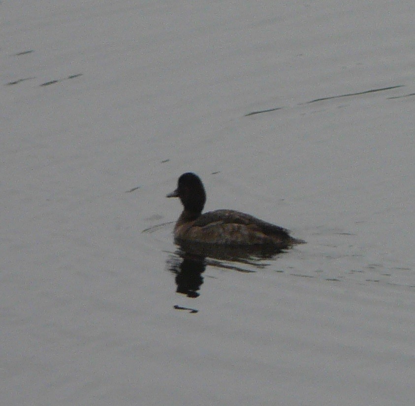 Greater Scaup - ML519110661