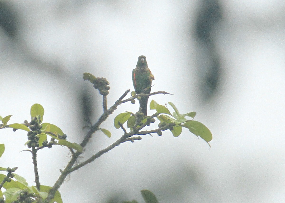 Conure de Souancé - ML519110821