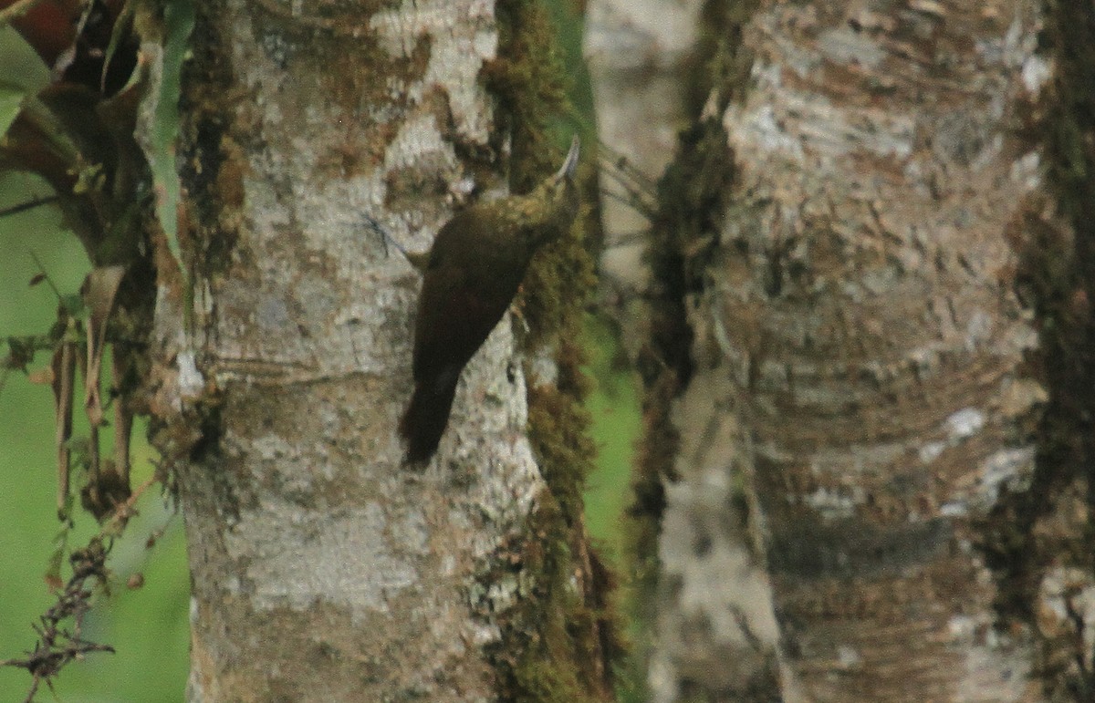 Spotted Woodcreeper - Esme Rosen