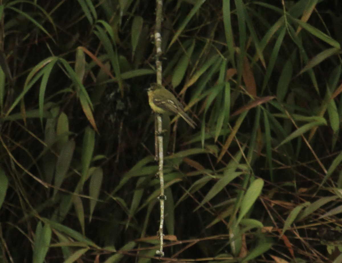 Yellow Tyrannulet - ML519111121
