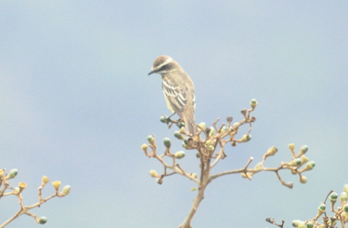 Piratic Flycatcher - ML519111331