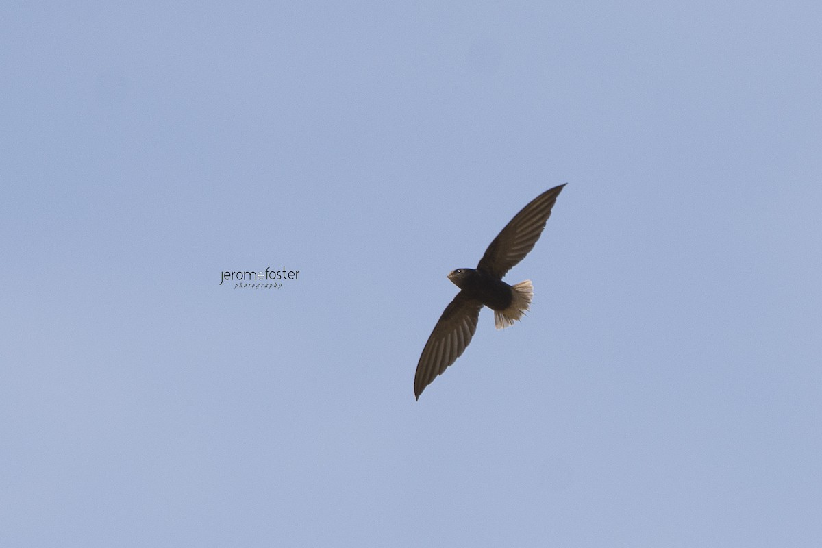 Short-tailed Swift - Jerome Foster