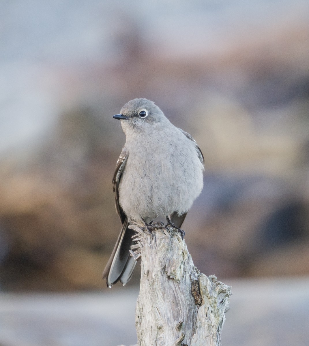 Townsend's Solitaire - David Hoar