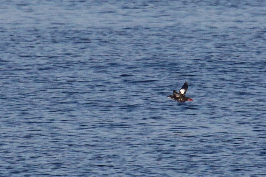 Guillemot à miroir - ML519112931