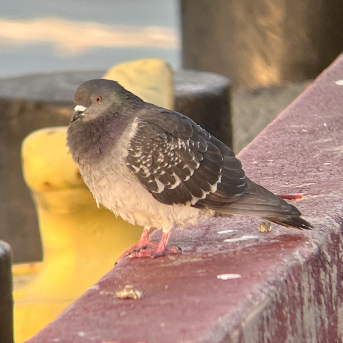 Rock Pigeon (Feral Pigeon) - ML519112941