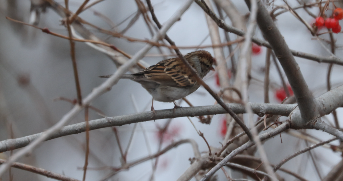 Chipping Sparrow - ML519112951