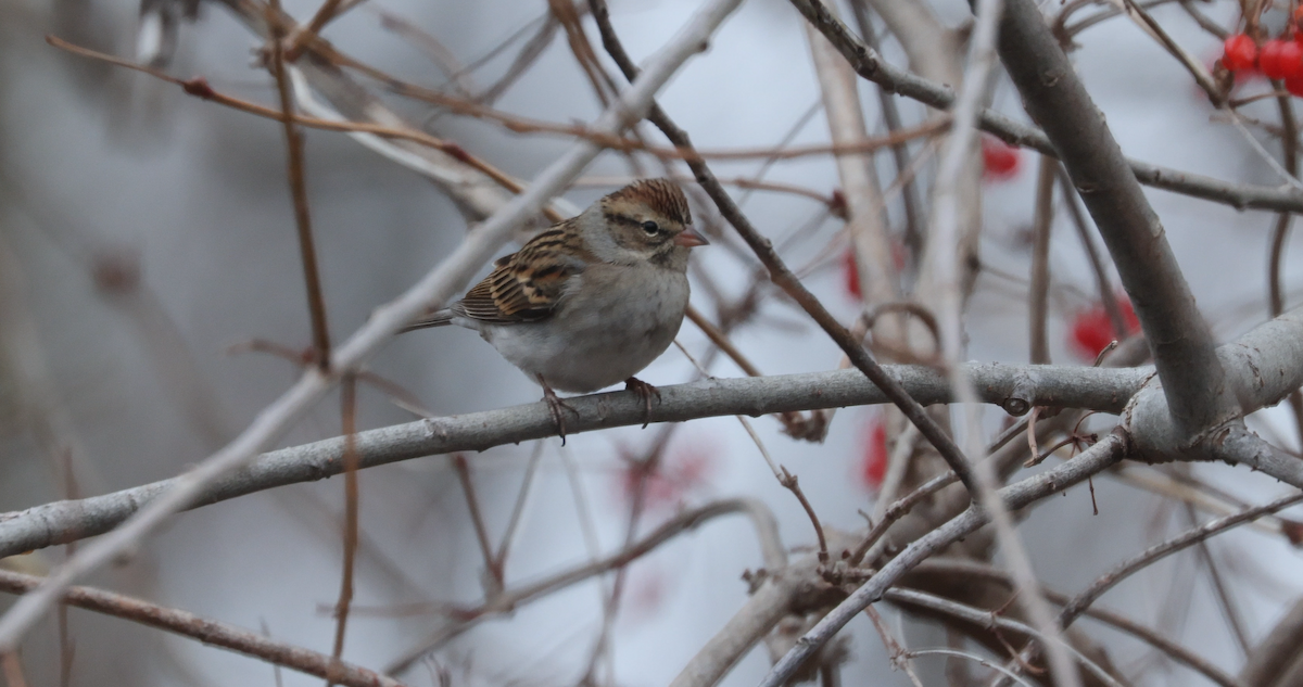 Chipping Sparrow - ML519112961