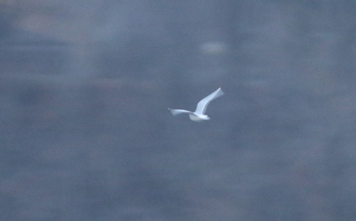 Little Gull - ML519114471