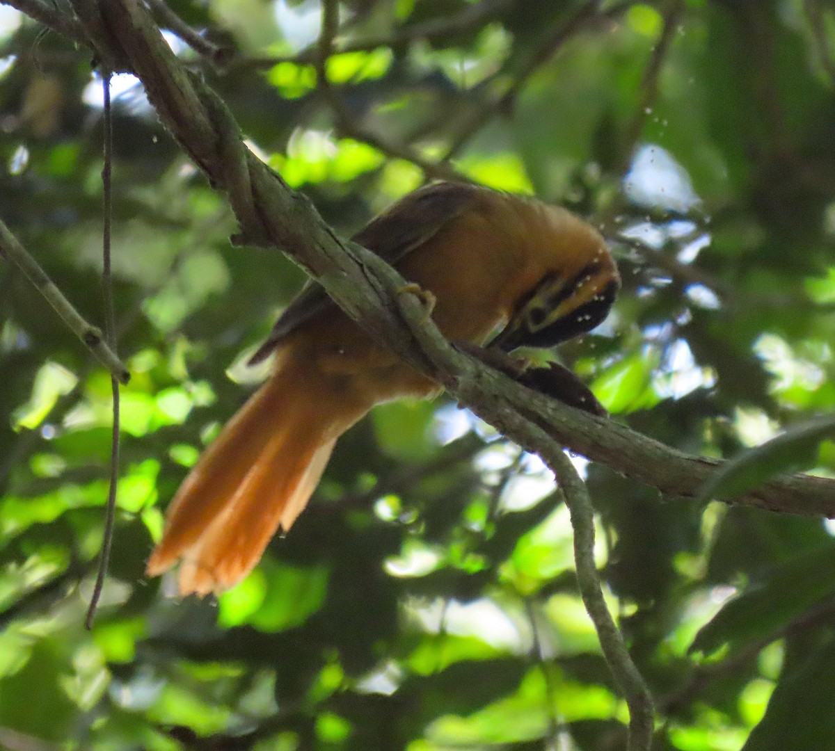 Black-capped Foliage-gleaner - Fernando Pocho Cabral / Birding Iguazu