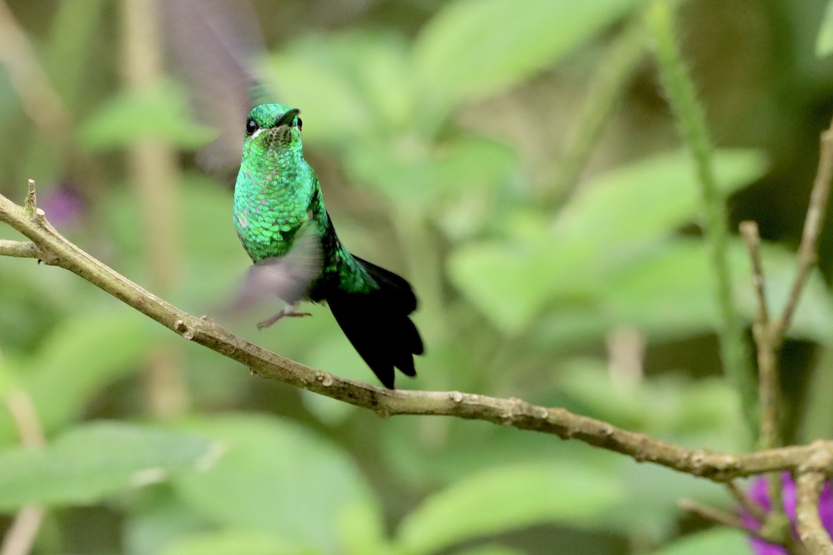 Green-crowned Brilliant - Robbin Mallett