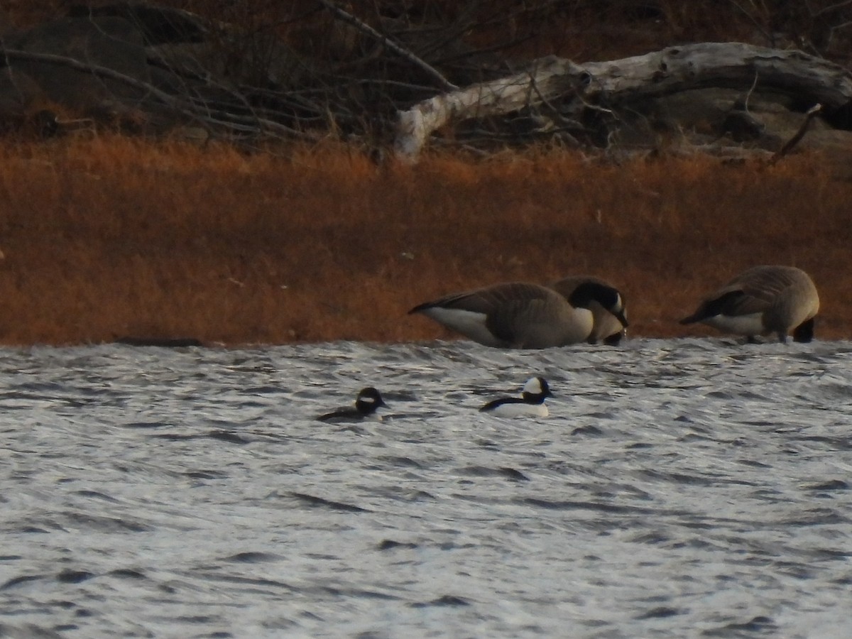 Bufflehead - ML519115191