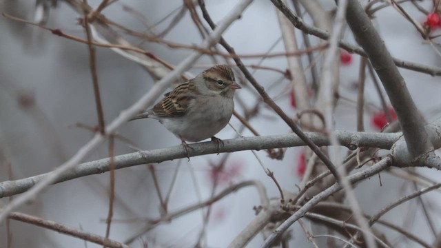 Chipping Sparrow - ML519116871