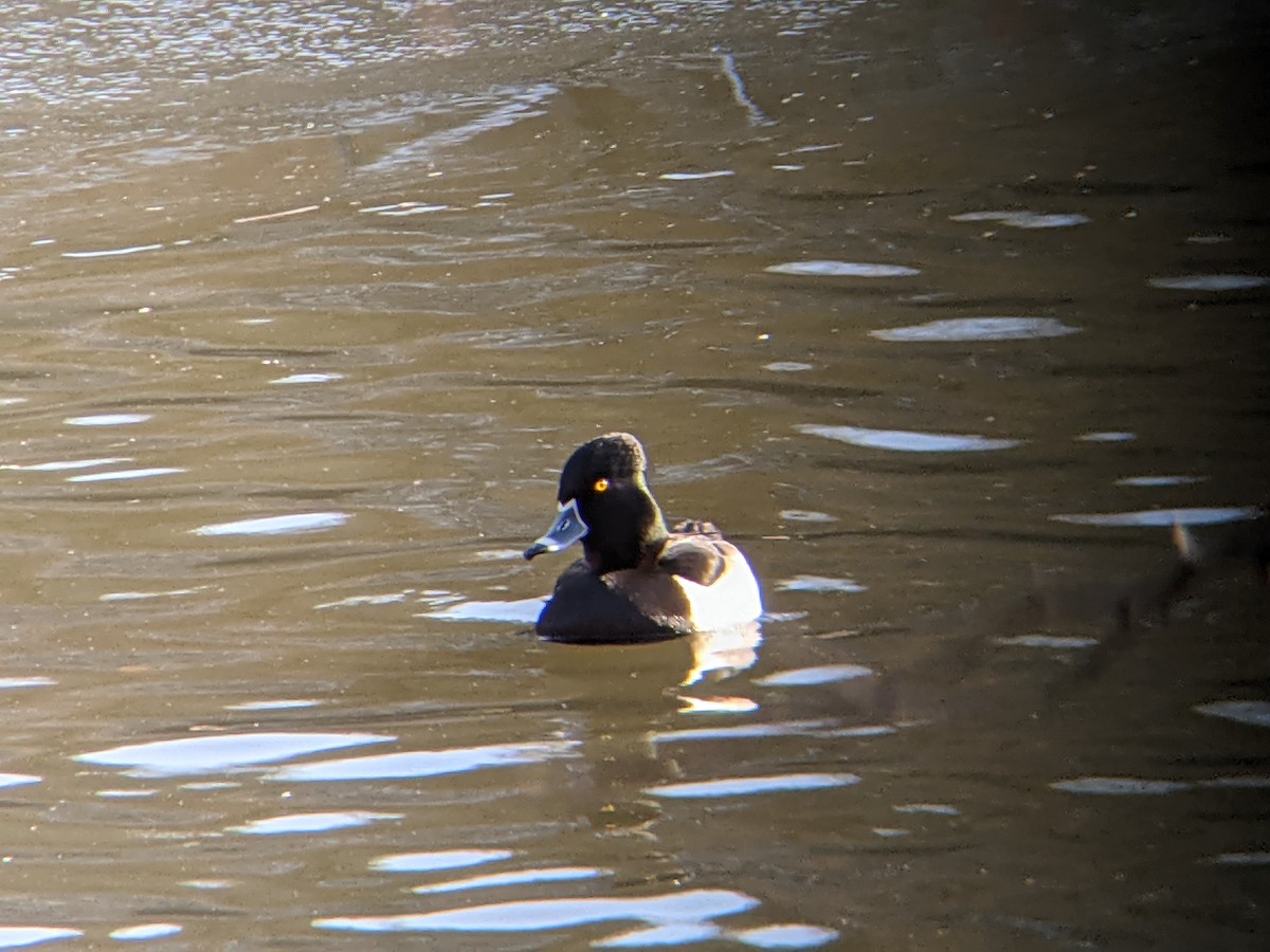 Ring-necked Duck - ML519117081