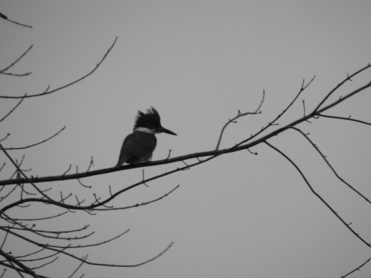 Belted Kingfisher - ML519117181