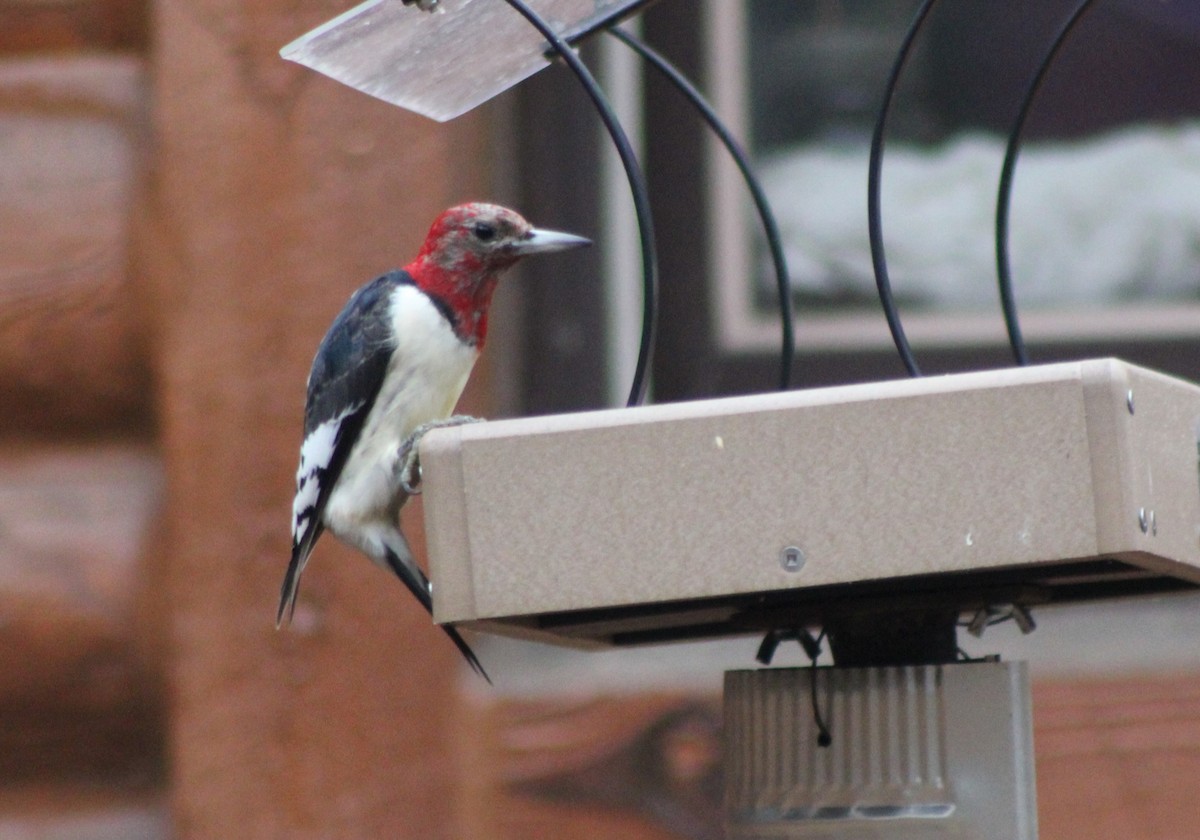 Red-headed Woodpecker - ML519117431