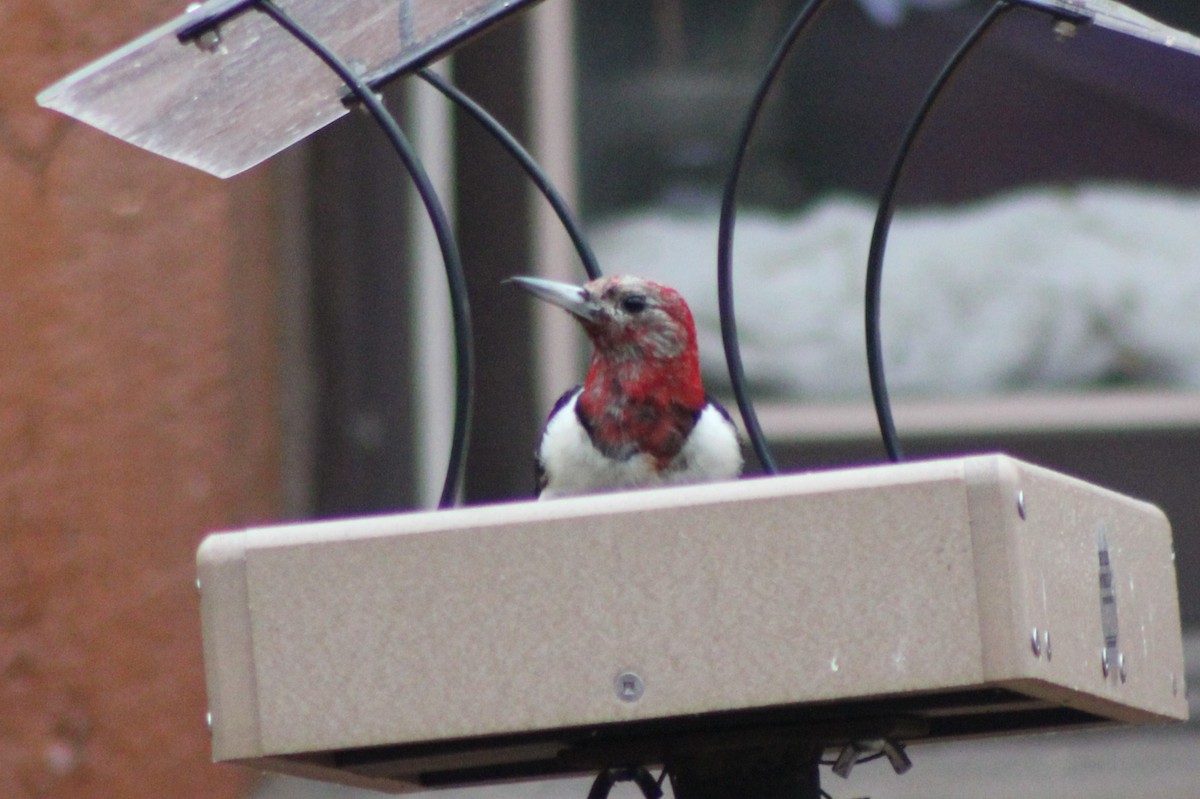 Red-headed Woodpecker - ML519117451