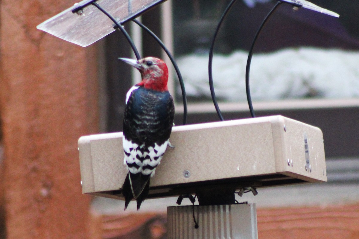 Red-headed Woodpecker - ML519117461