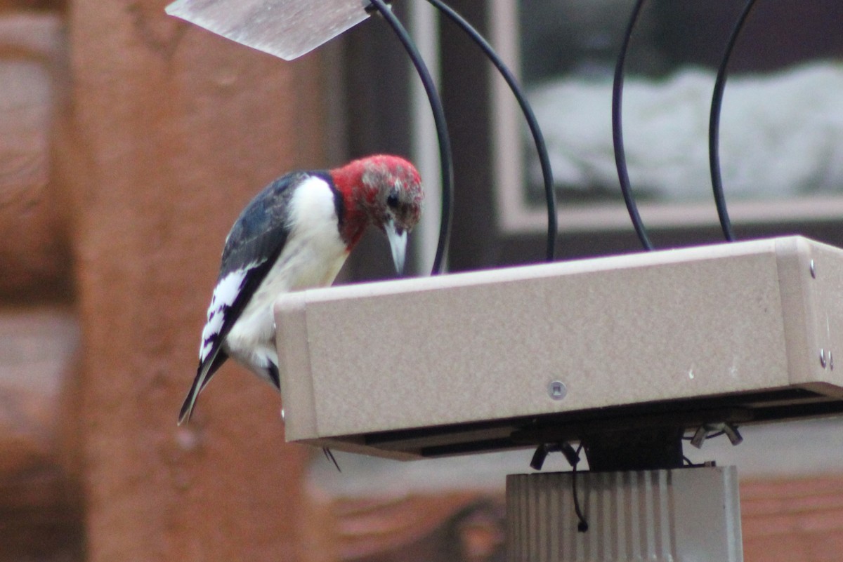 Red-headed Woodpecker - ML519117471