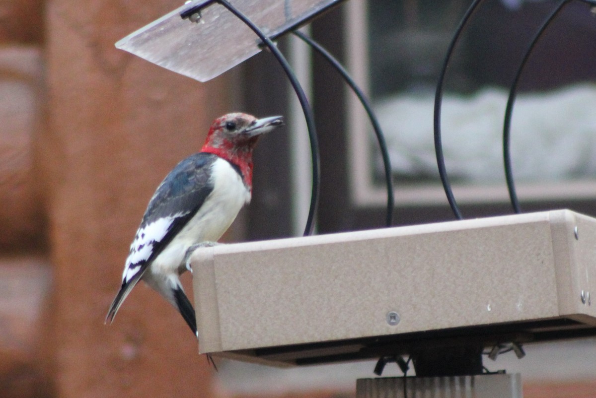Red-headed Woodpecker - ML519117481