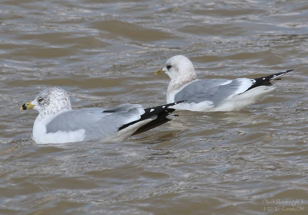 Short-billed Gull - ML519119791
