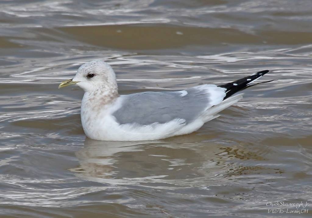 Short-billed Gull - ML519119801