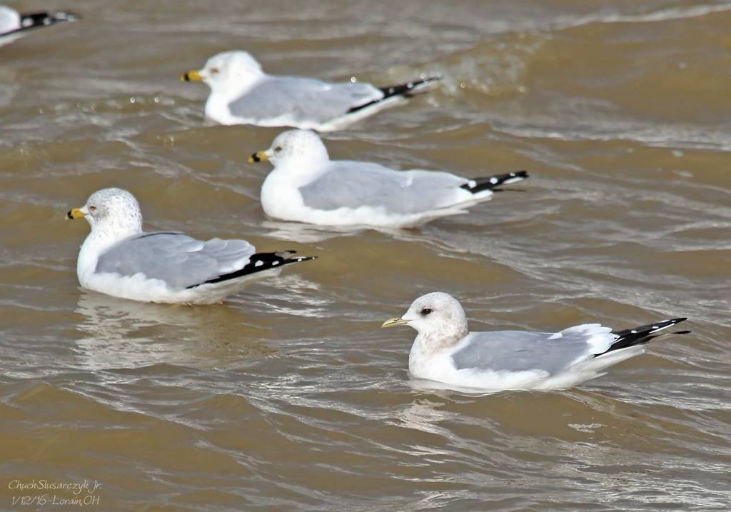 Short-billed Gull - ML519119811