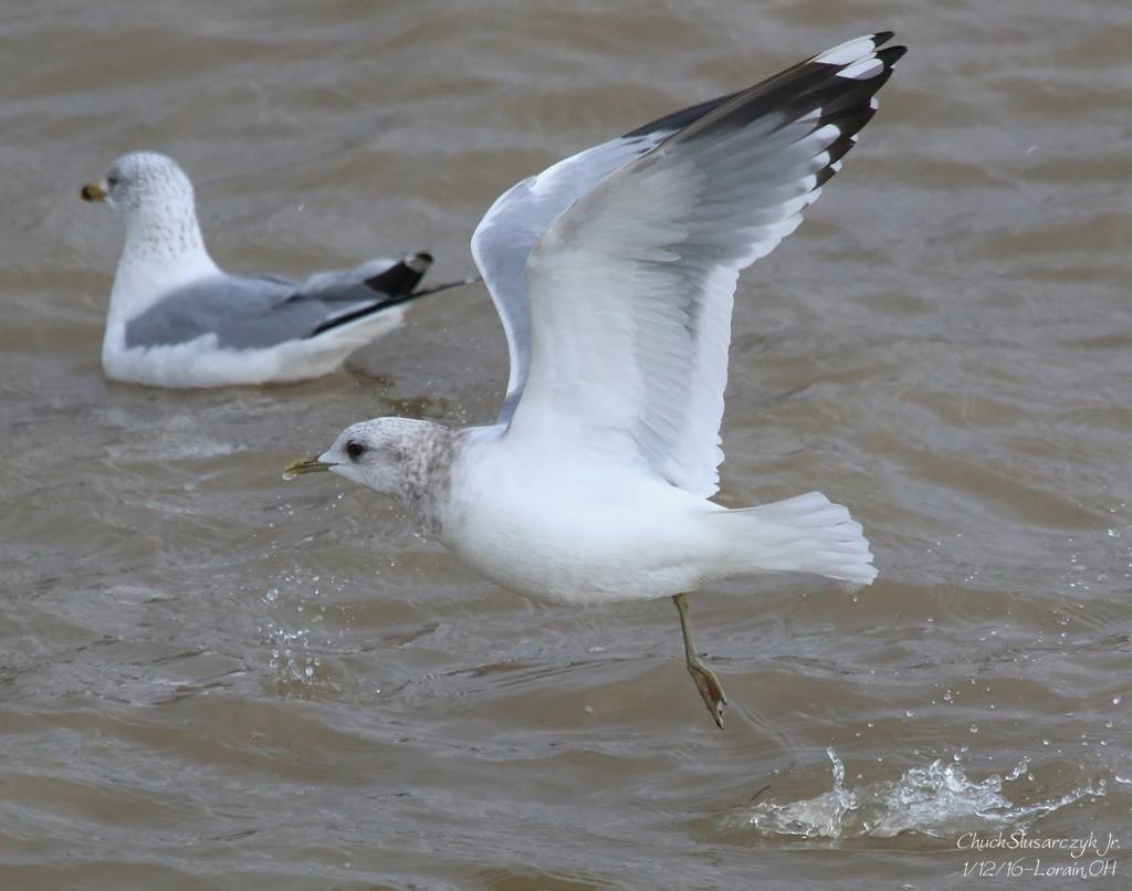 Short-billed Gull - ML519119821