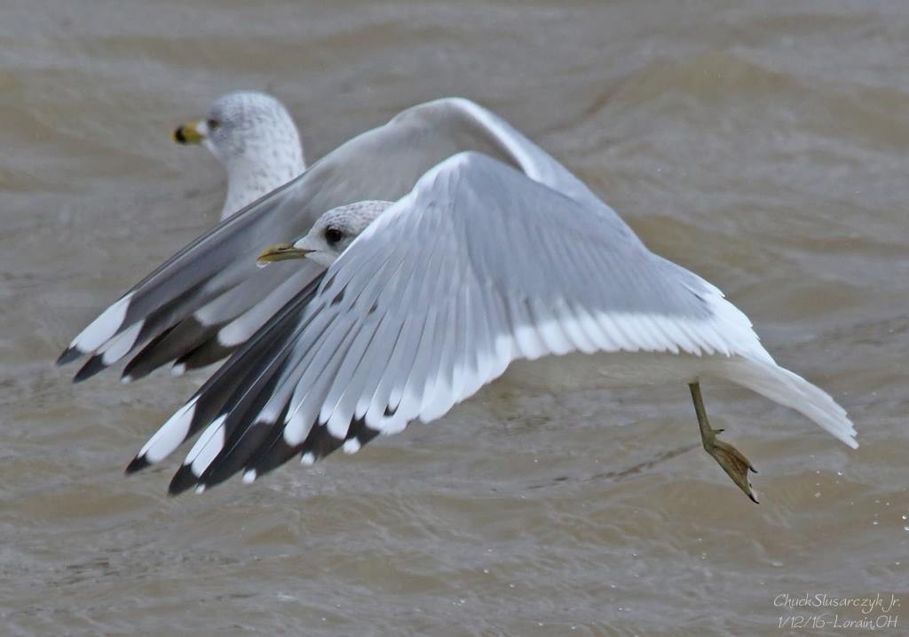 Short-billed Gull - ML519119831